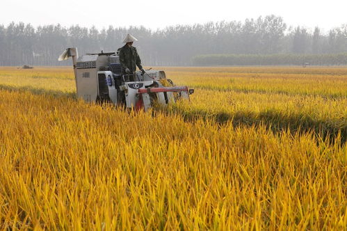 豐收背后的力量 2020年全國糧食產量達13390億斤，農業種植與種子生產逆勢上揚