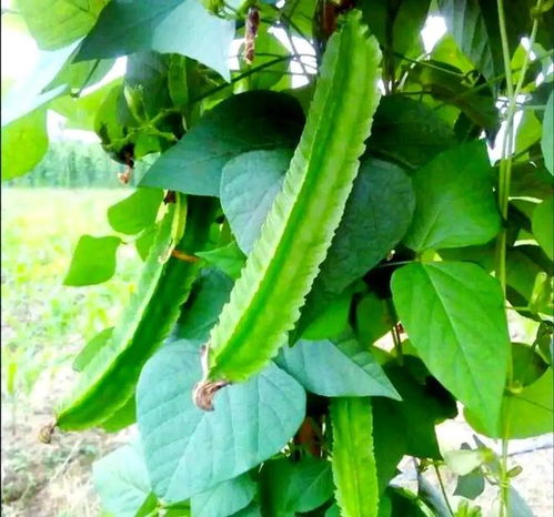 南方小眾蔬菜，北方人少見，卻全身是寶，你認識嗎？